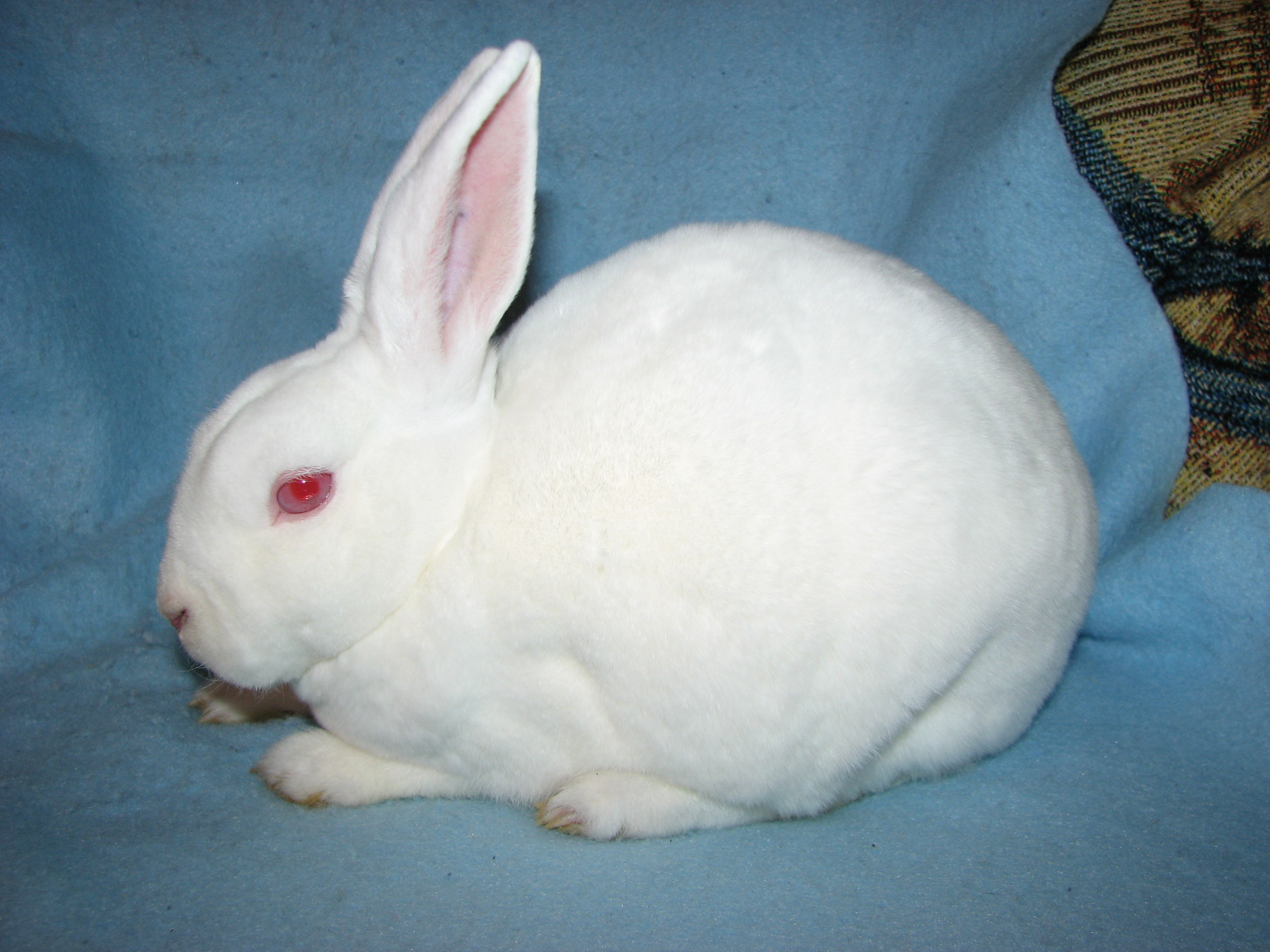 Foxaway RabbitsMini Rex Rabbits for Sale